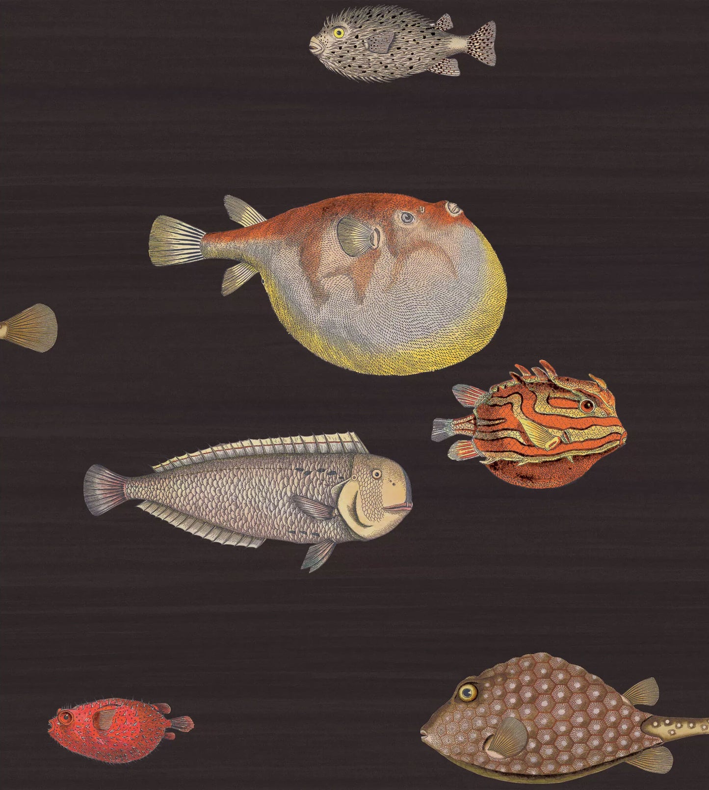 Cole & Son Acquario Fish Wallpaper - SAMPLE