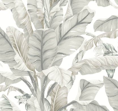 Black & White Resource Library Banana Leaf Wallpaper - White & Cream